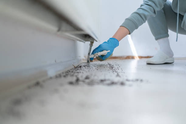 Professional Pest Control in Maud, TX